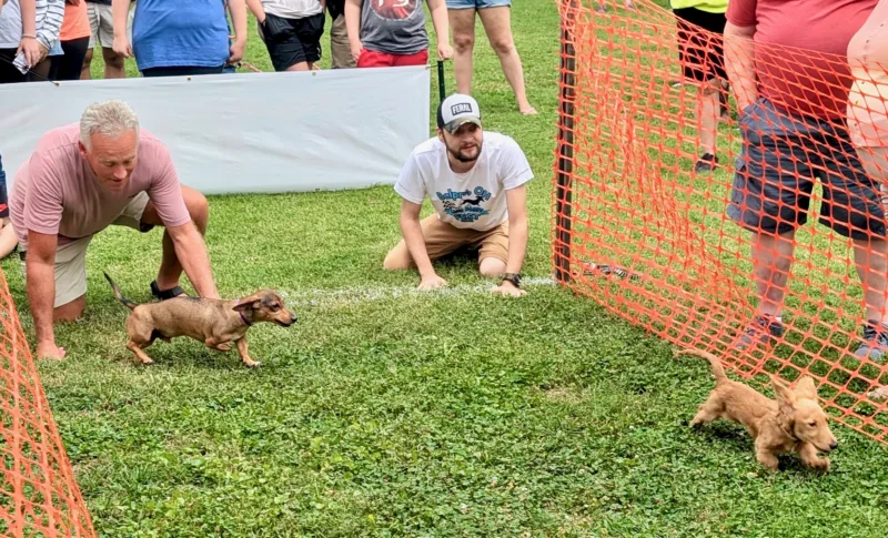 Dashing Hounds: Dachshund festival, races fill Belpre park with laughter, barks